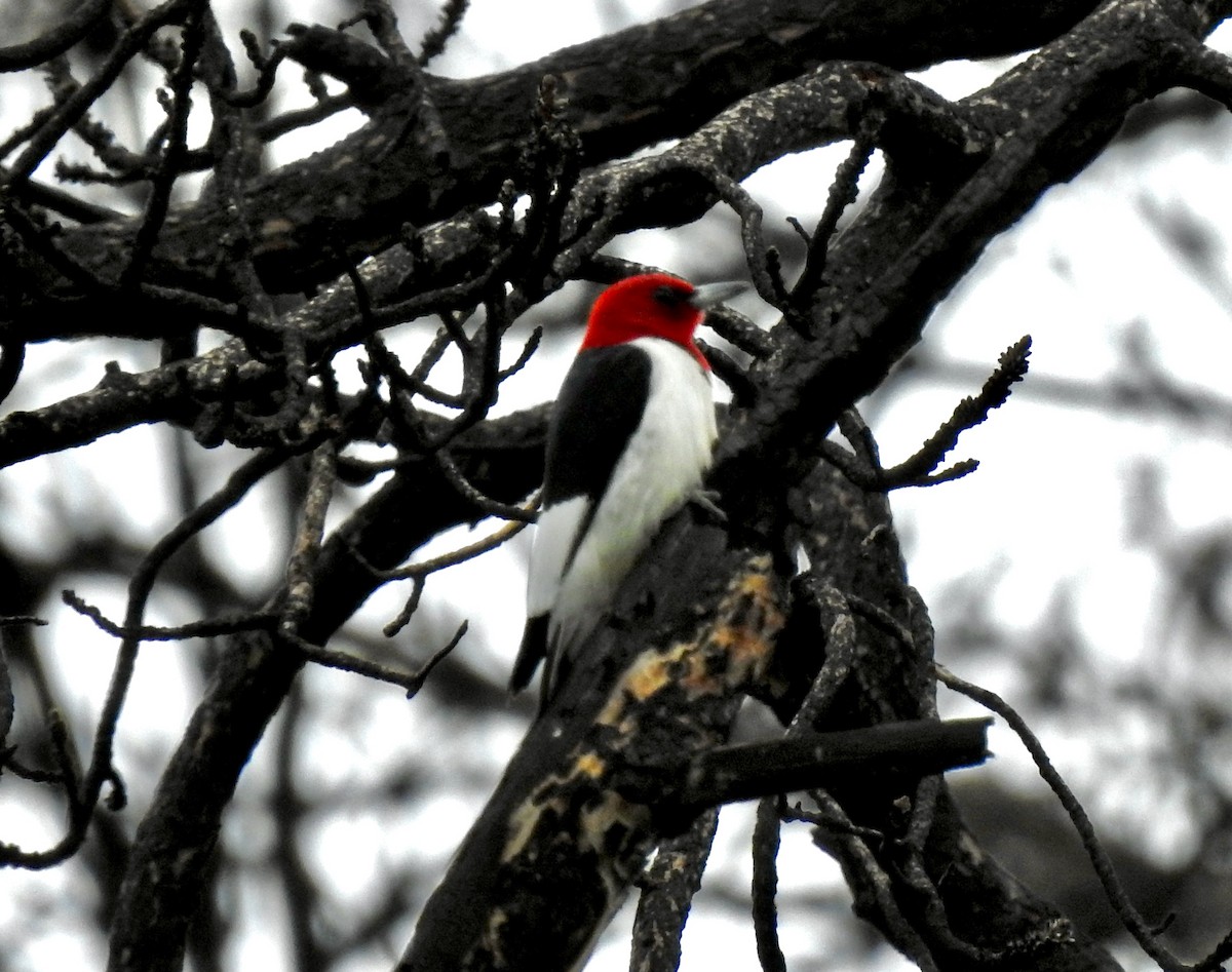 Red-headed Woodpecker - Kirsten Bjergarde