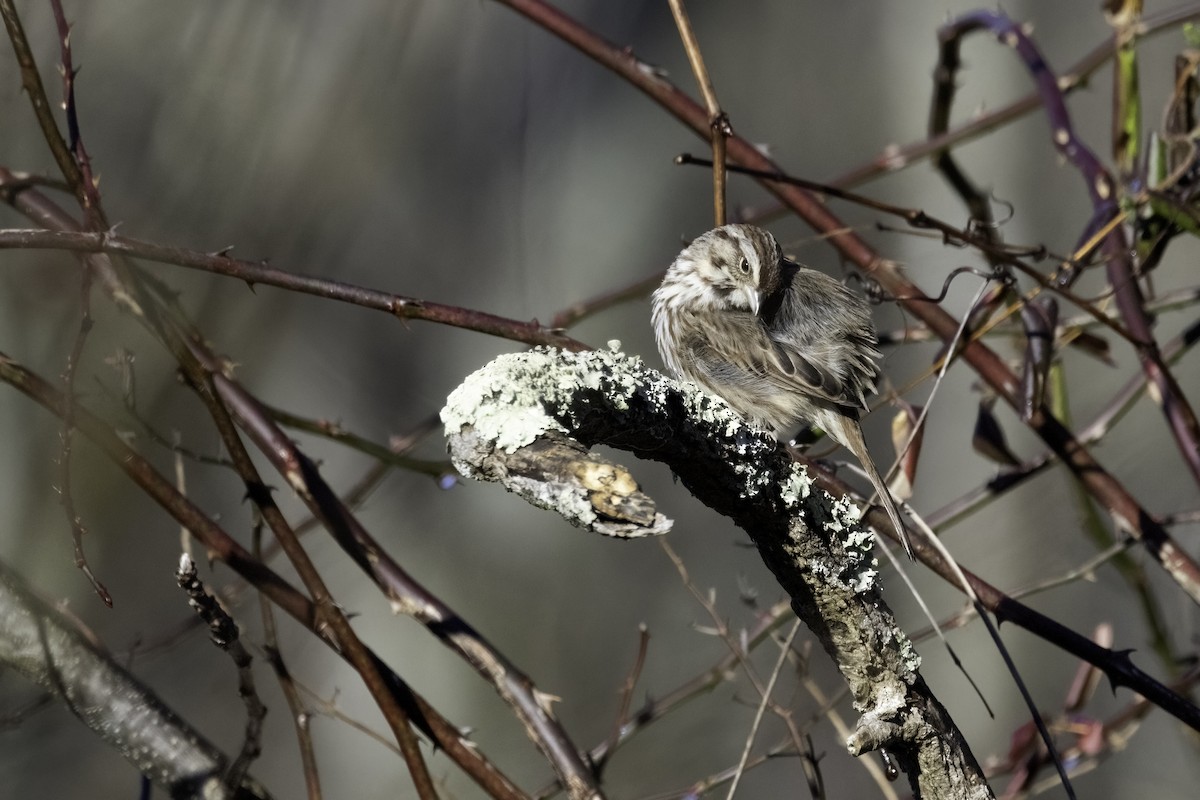 Song Sparrow - ML614357609