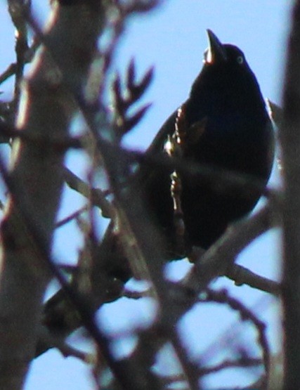 Common Grackle (Bronzed) - ML614357626