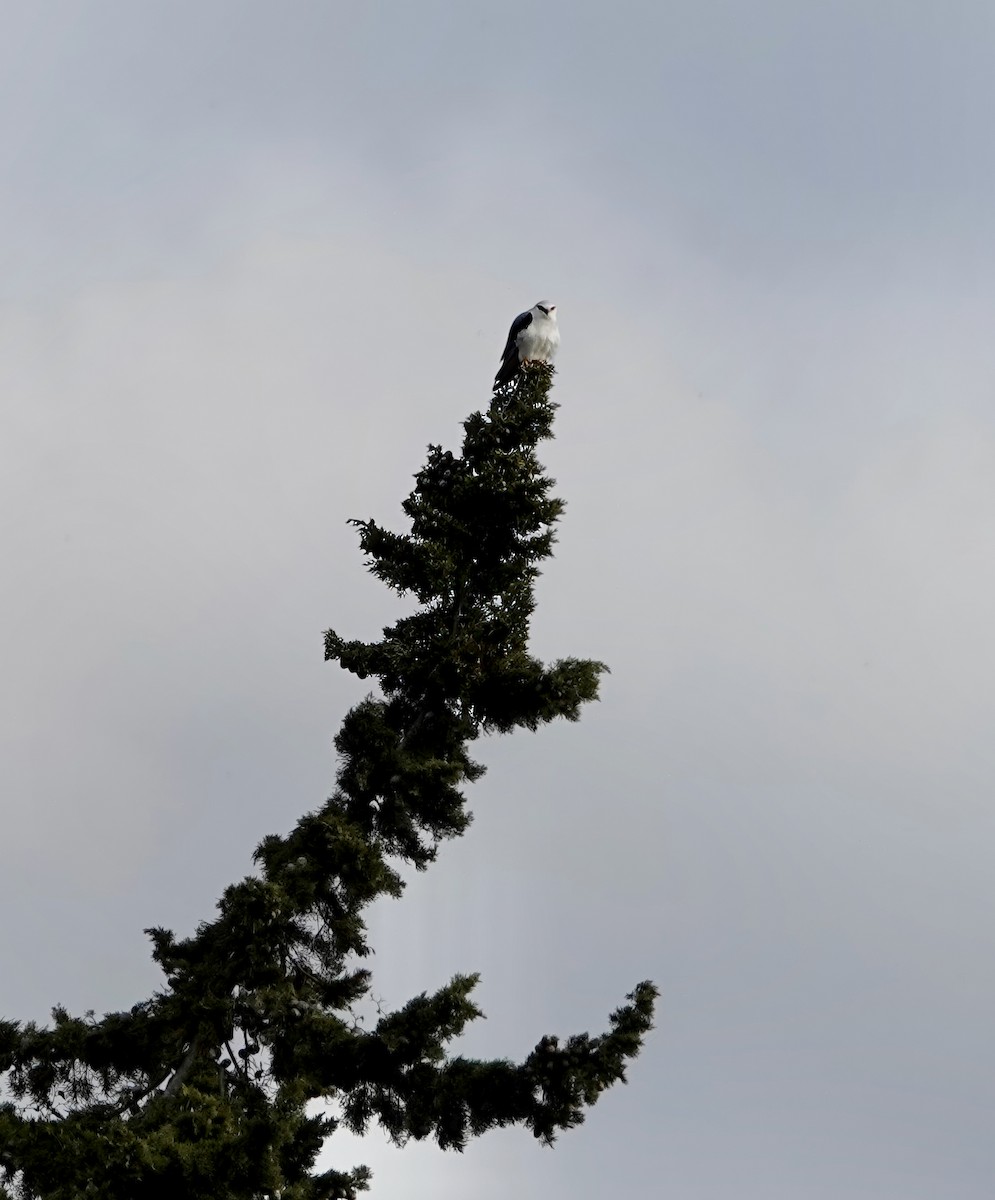 Black-winged Kite - ML614357651