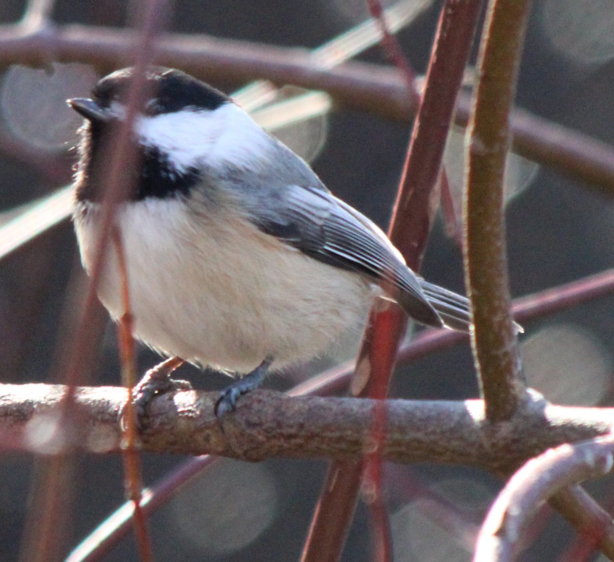 Black-capped Chickadee - ML614357694