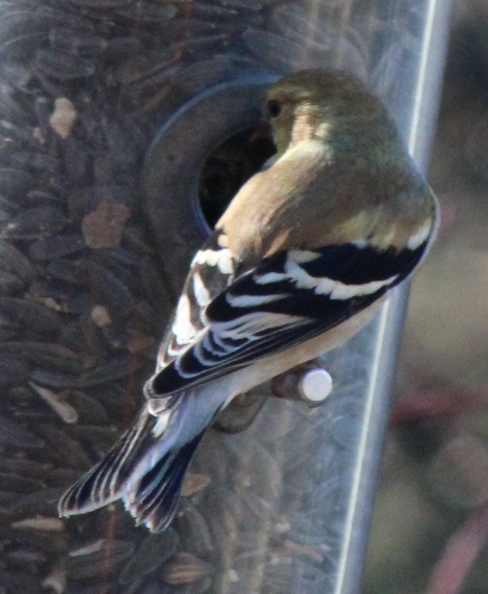 American Goldfinch - ML614357723