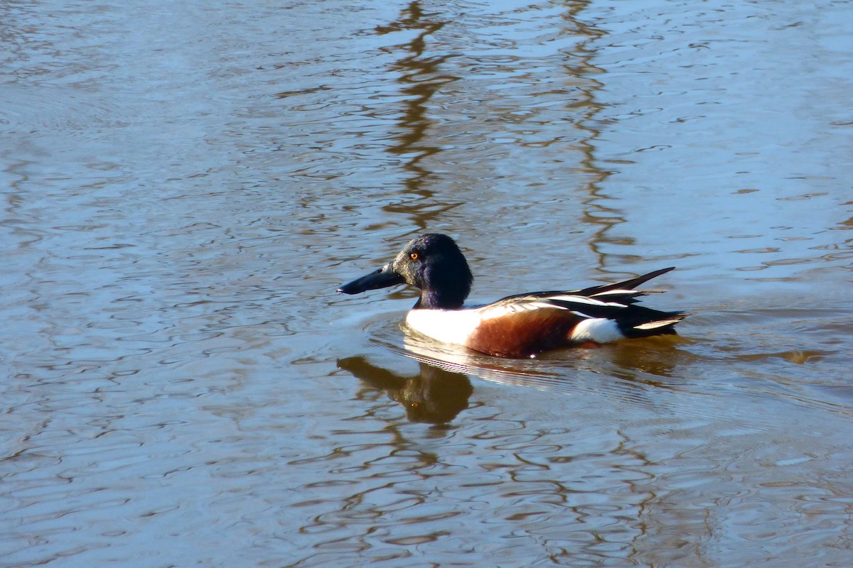 Mestolone - ML614357746