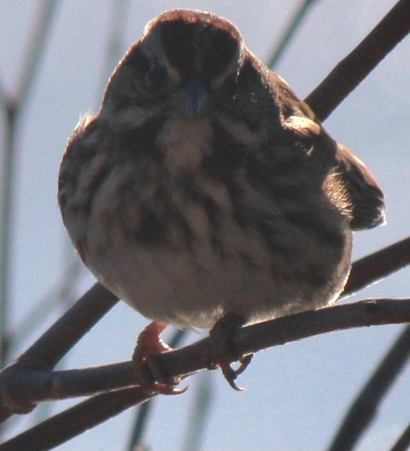 Song Sparrow (melodia/atlantica) - Samuel Harris