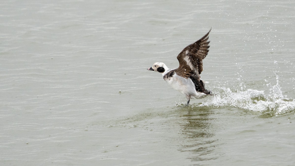 Long-tailed Duck - ML614357894