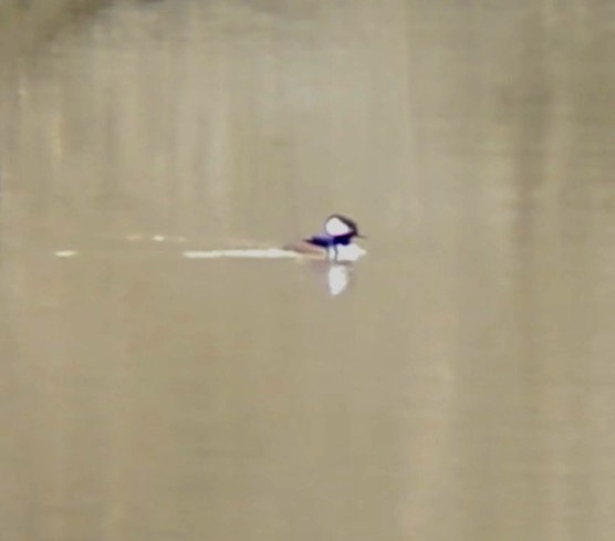 Hooded Merganser - ML614357958