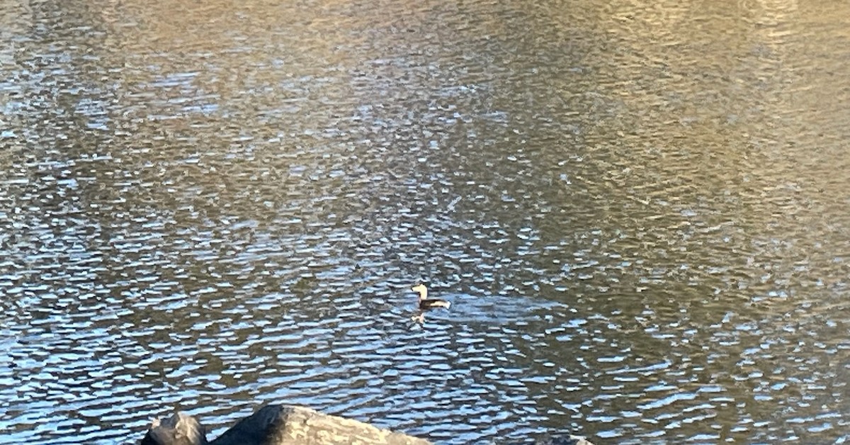 Pied-billed Grebe - ML614357977