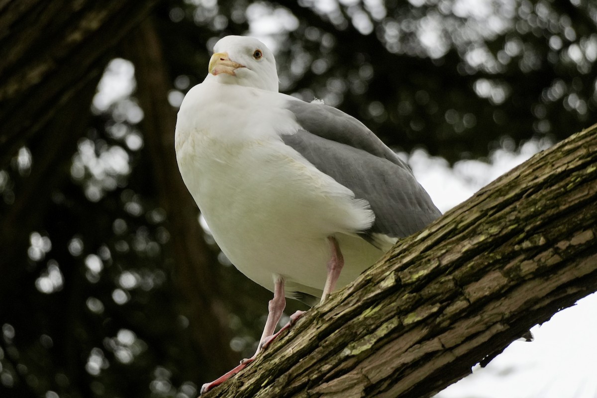 Gaviota Occidental - ML614357992