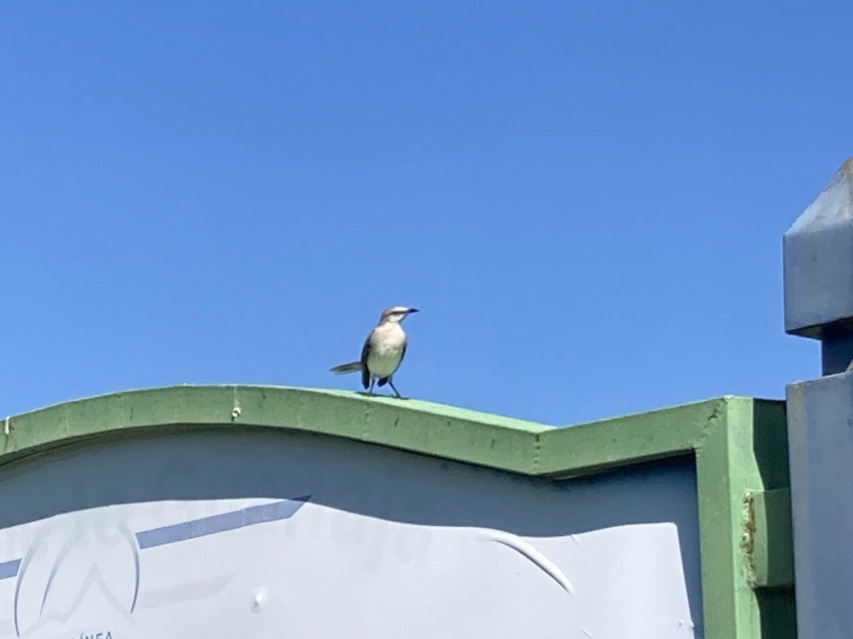 Tropical Mockingbird - ML614357998