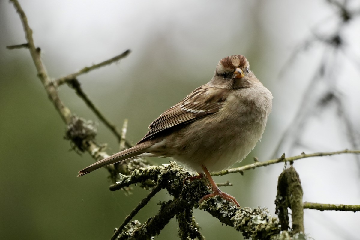 White-crowned Sparrow - ML614358100