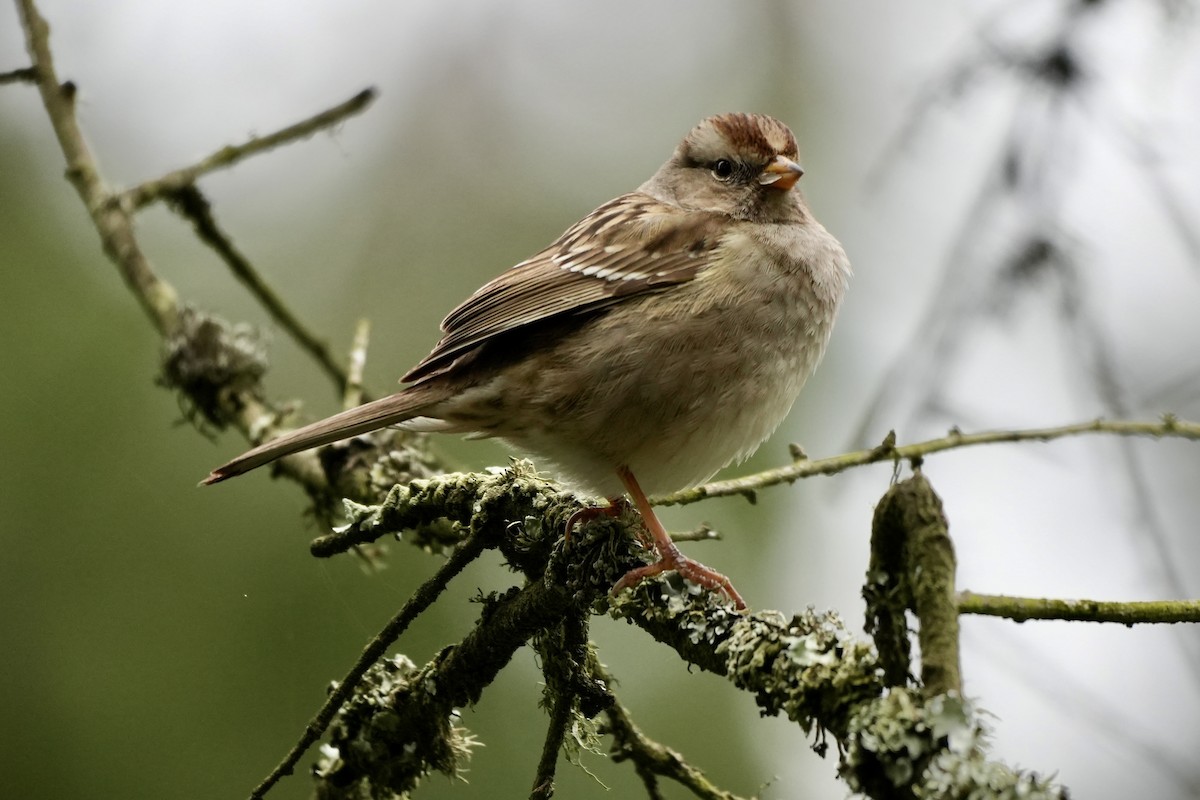 White-crowned Sparrow - Ryan Ludman