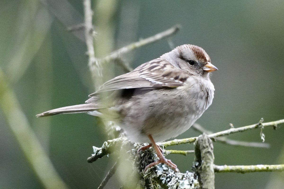 White-crowned Sparrow - Ryan Ludman