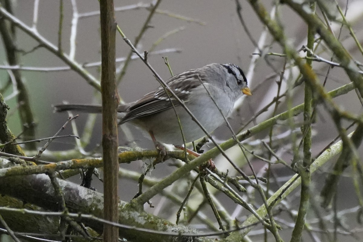 White-crowned Sparrow - ML614358135