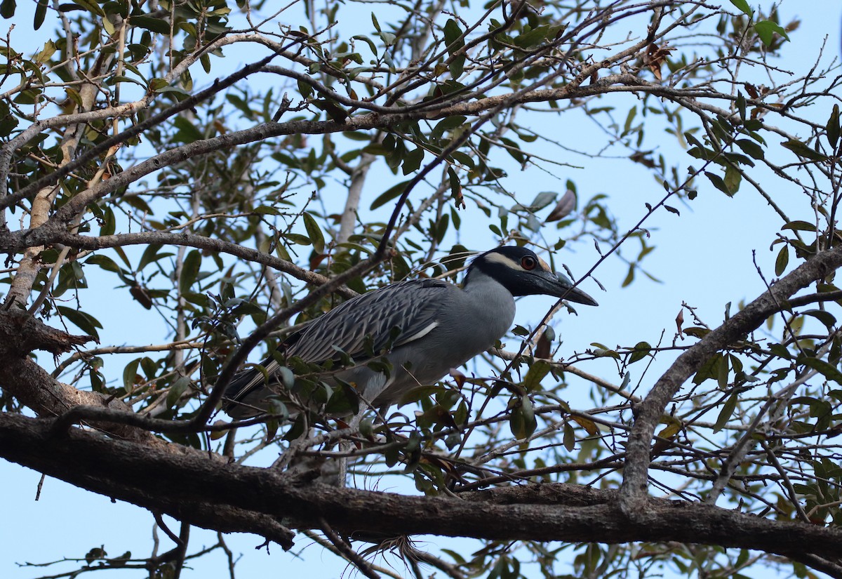 Yellow-crowned Night Heron - ML614358163