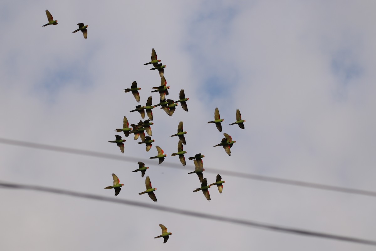 Red-masked Parakeet - Omar Paez