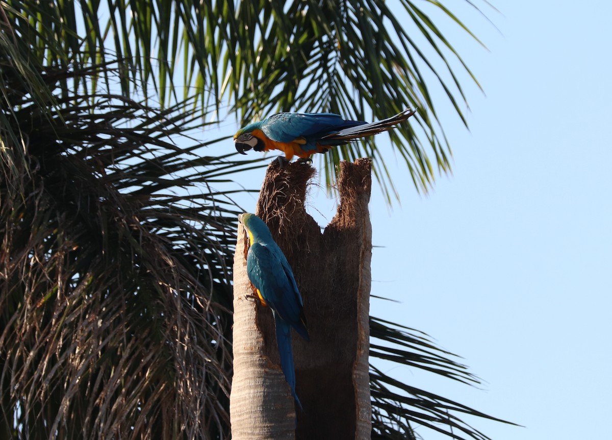 Blue-and-yellow Macaw - Omar Paez