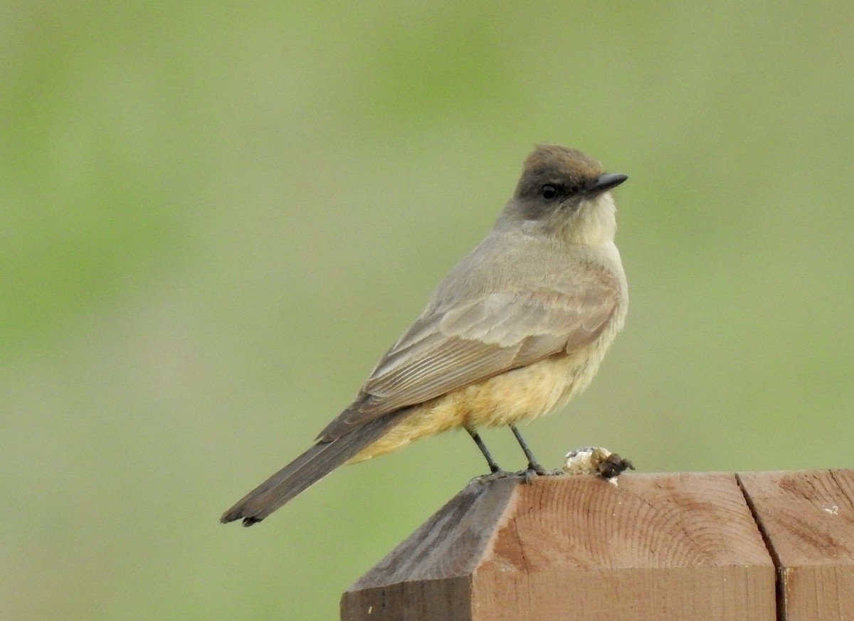 Say's Phoebe - Kirsten Bjergarde