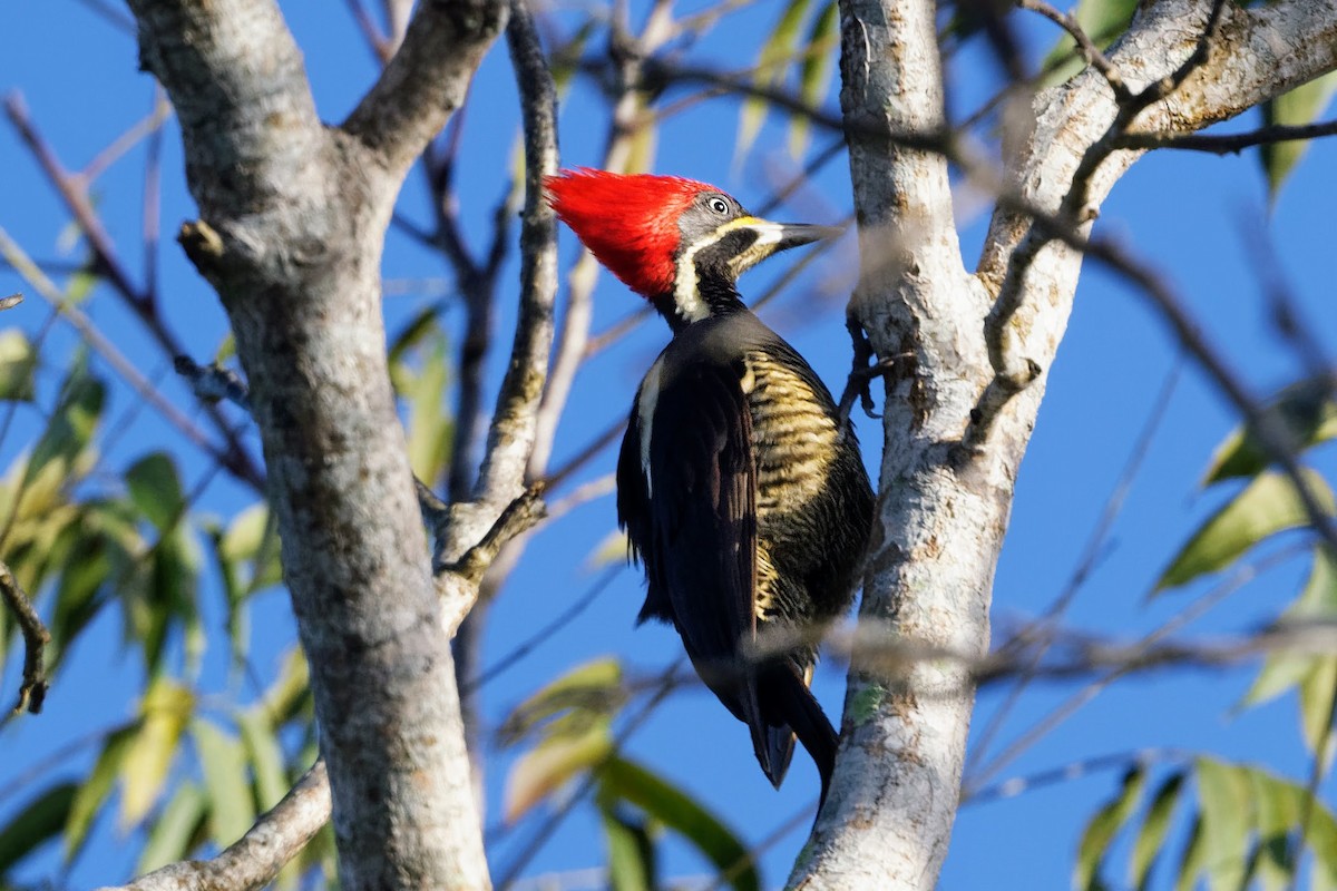 Lineated Woodpecker - ML614358354