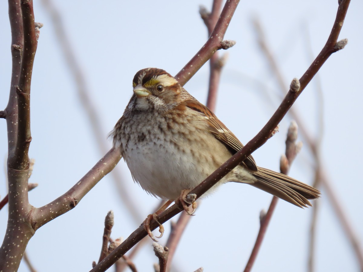 White-throated Sparrow - Doug Graham