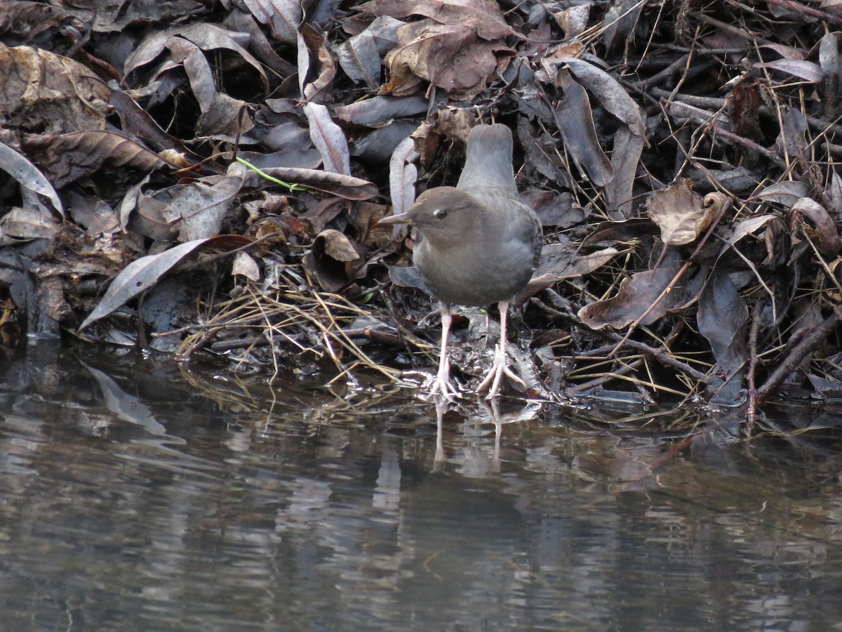 American Dipper - ML614358438