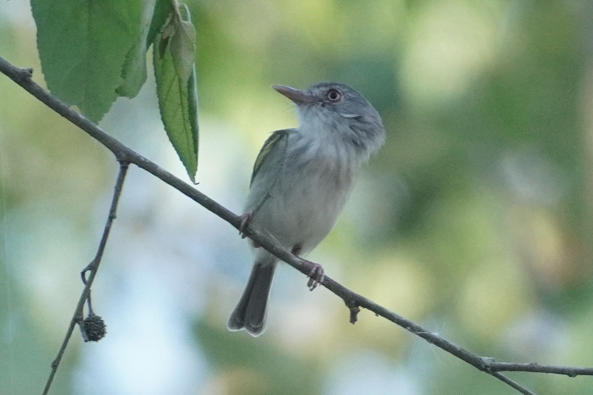 Pearly-vented Tody-Tyrant - ML614358443