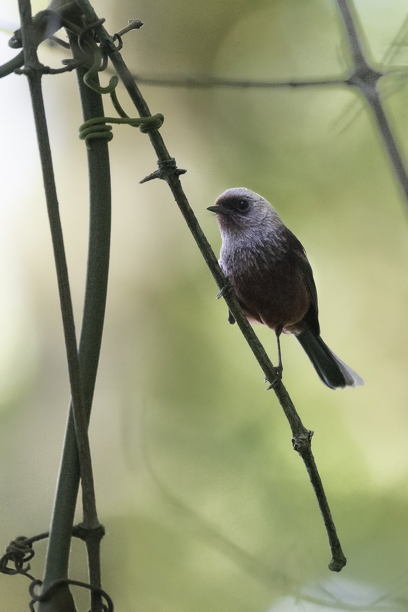 Pink-headed Warbler - ML614358447