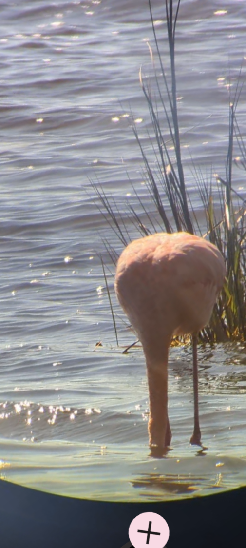 Amerika Flamingosu - ML614358471