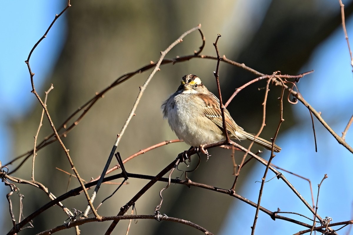 White-throated Sparrow - ML614358485