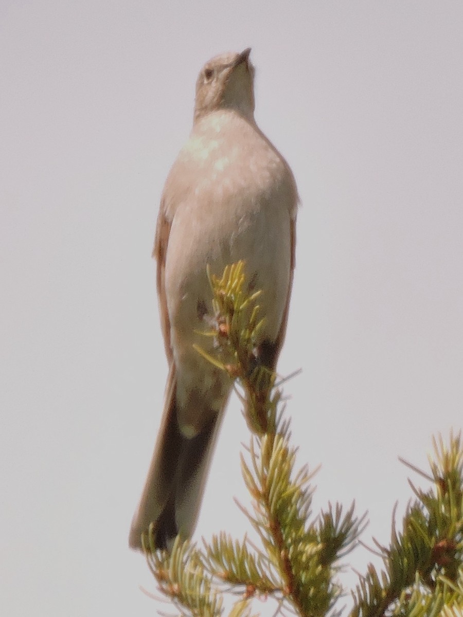 Townsend's Solitaire - Gary Hantsbarger