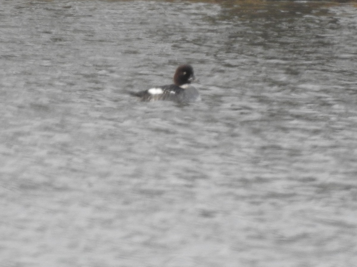 Common Goldeneye - ML614358566