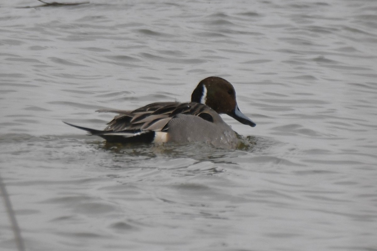 Northern Pintail - ML614358577