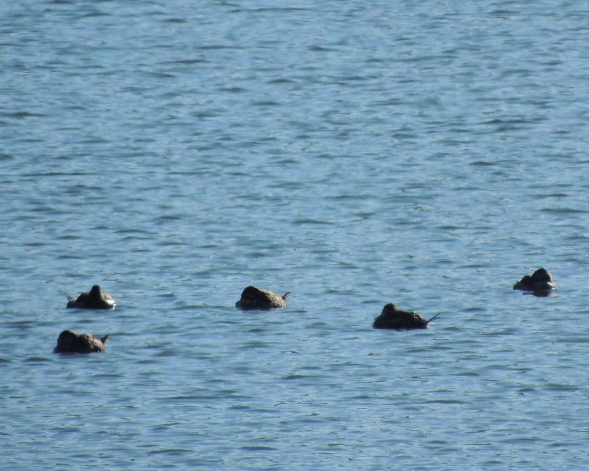 Ruddy Duck - ML614358646