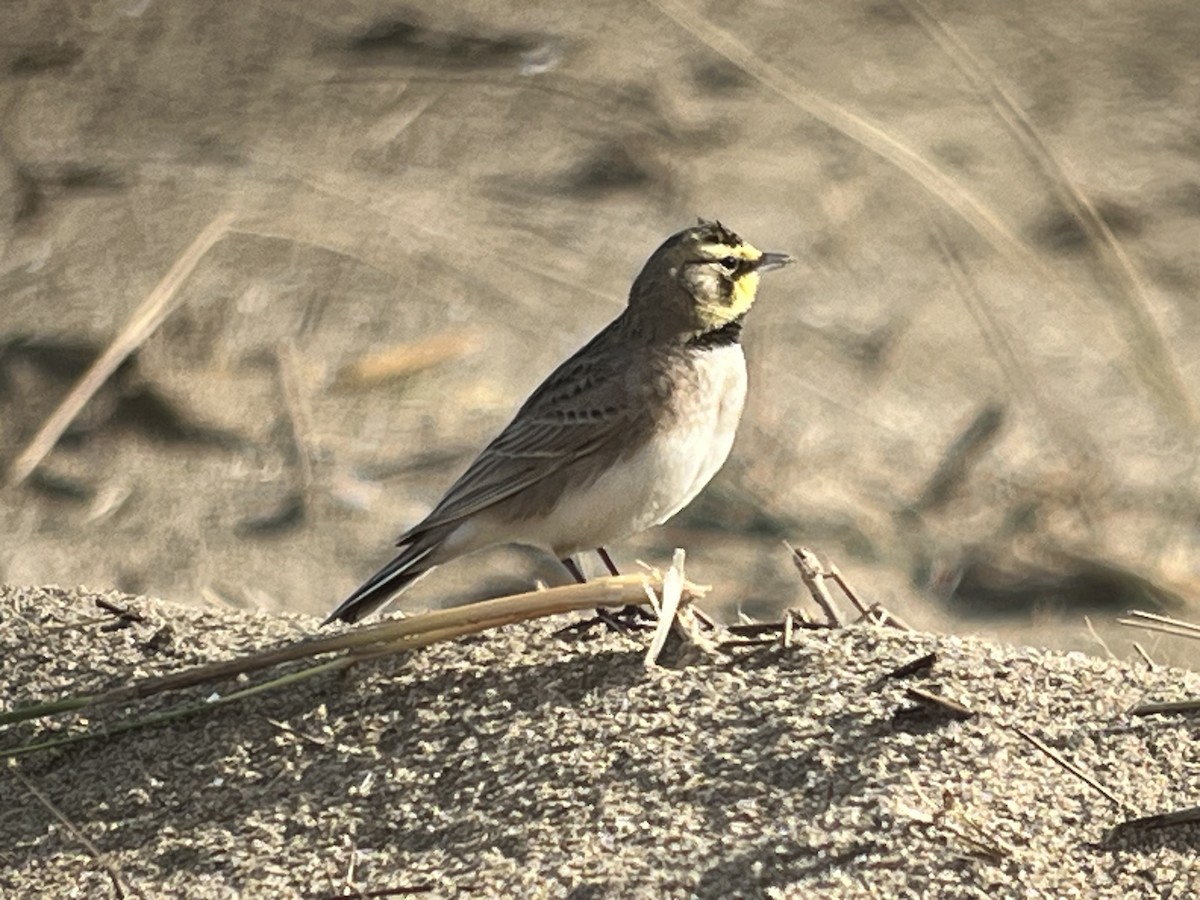 Horned Lark - ML614358719