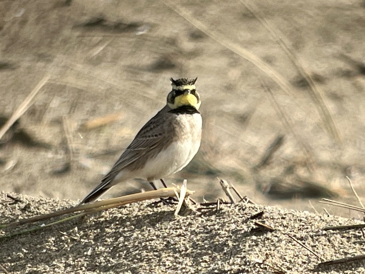 Horned Lark - ML614358720