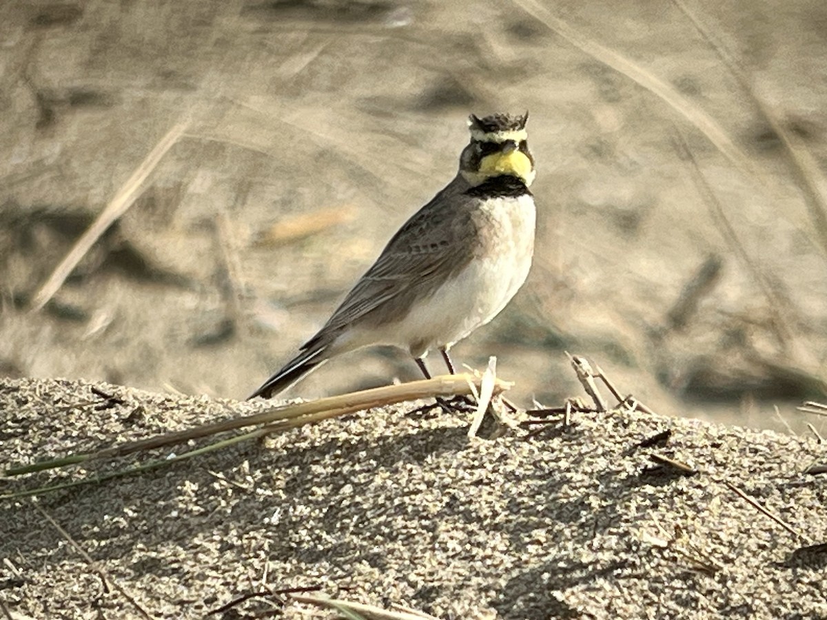 Horned Lark - Tim Rodenkirk