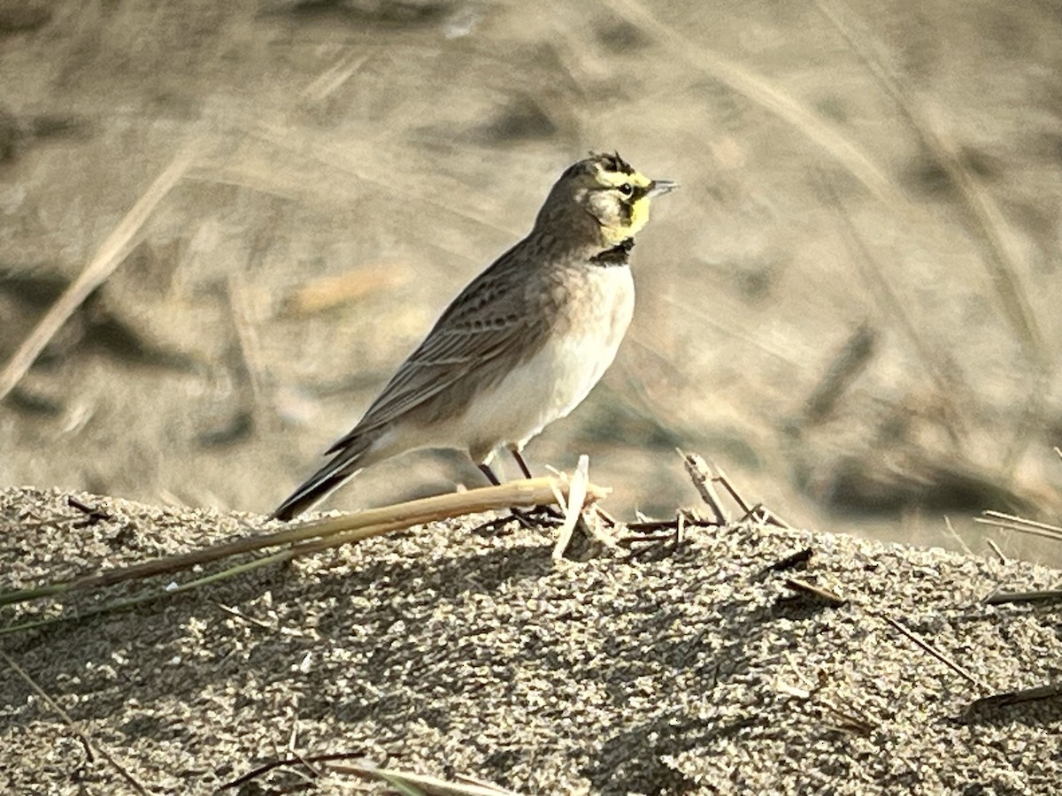 Horned Lark - ML614358723