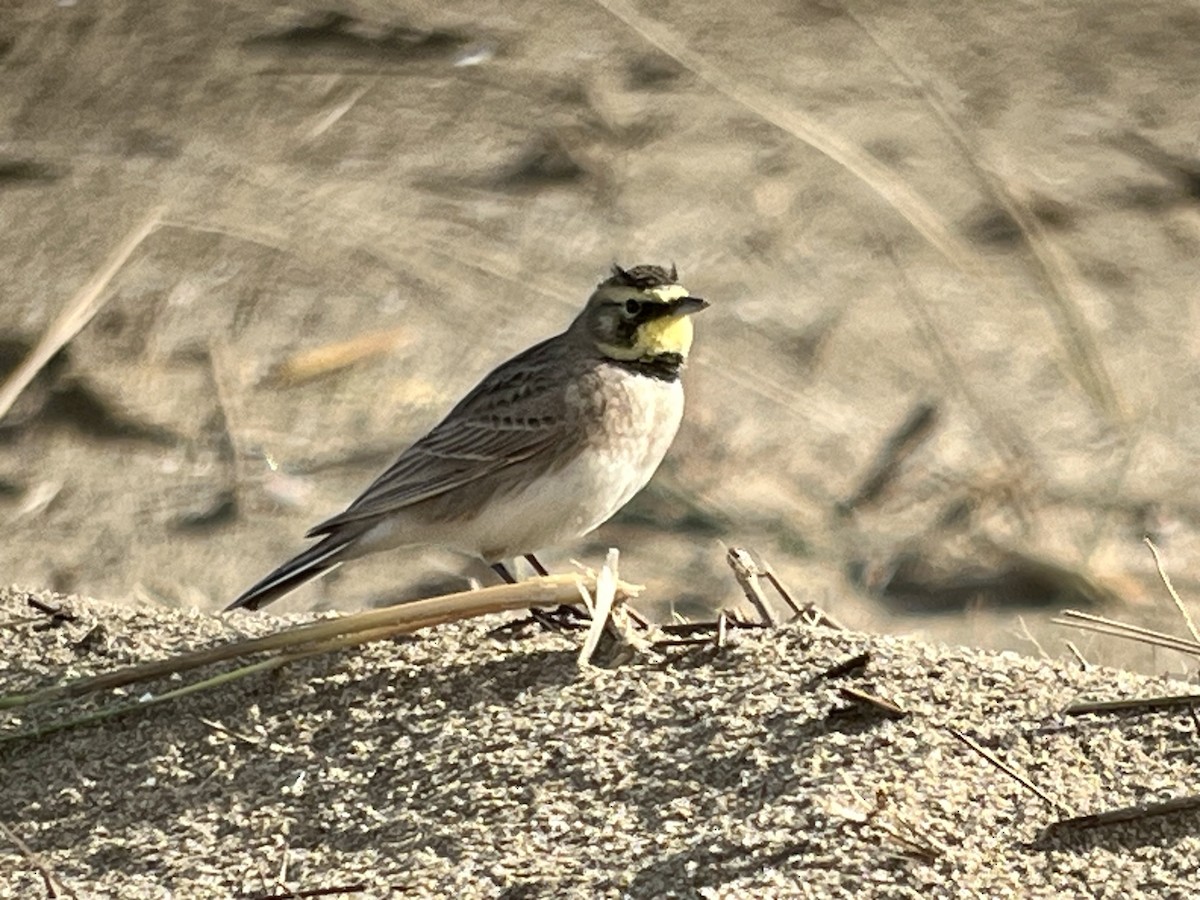 Horned Lark - ML614358724