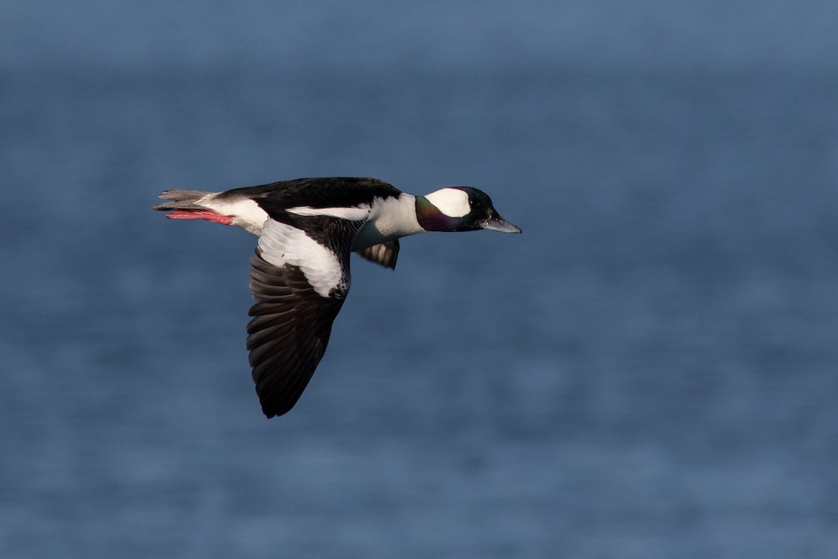 Bufflehead - Jesse Amesbury