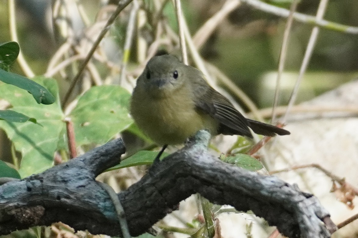 Black-tailed Flycatcher - ML614358832