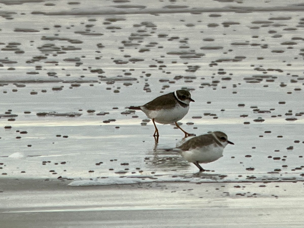 Snowy Plover - Tim Rodenkirk