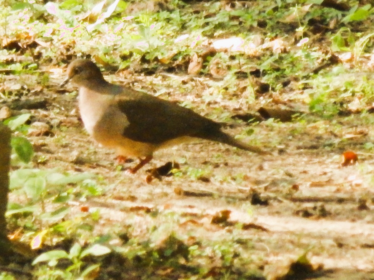 White-tipped Dove - ML614358851