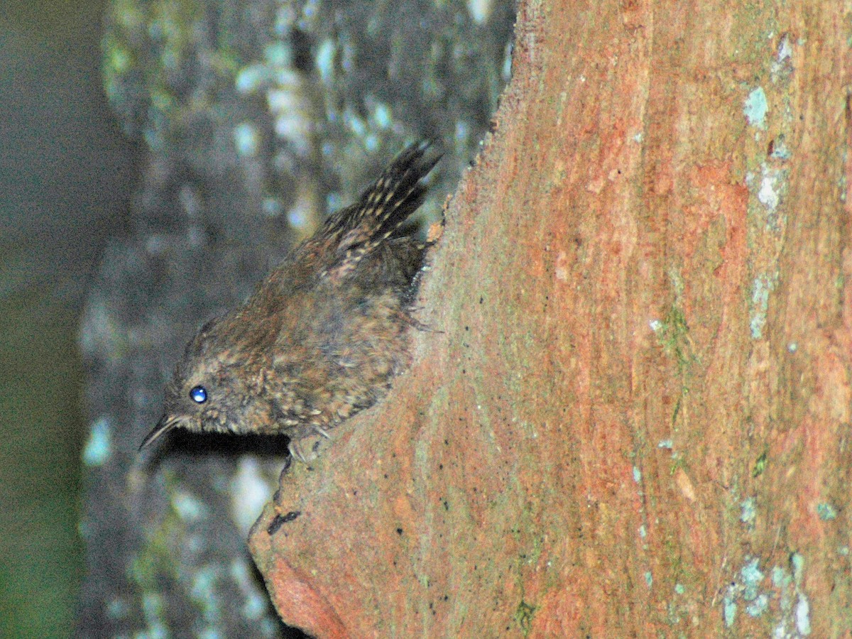 Pacific Wren (pacificus Group) - Joel McNeal