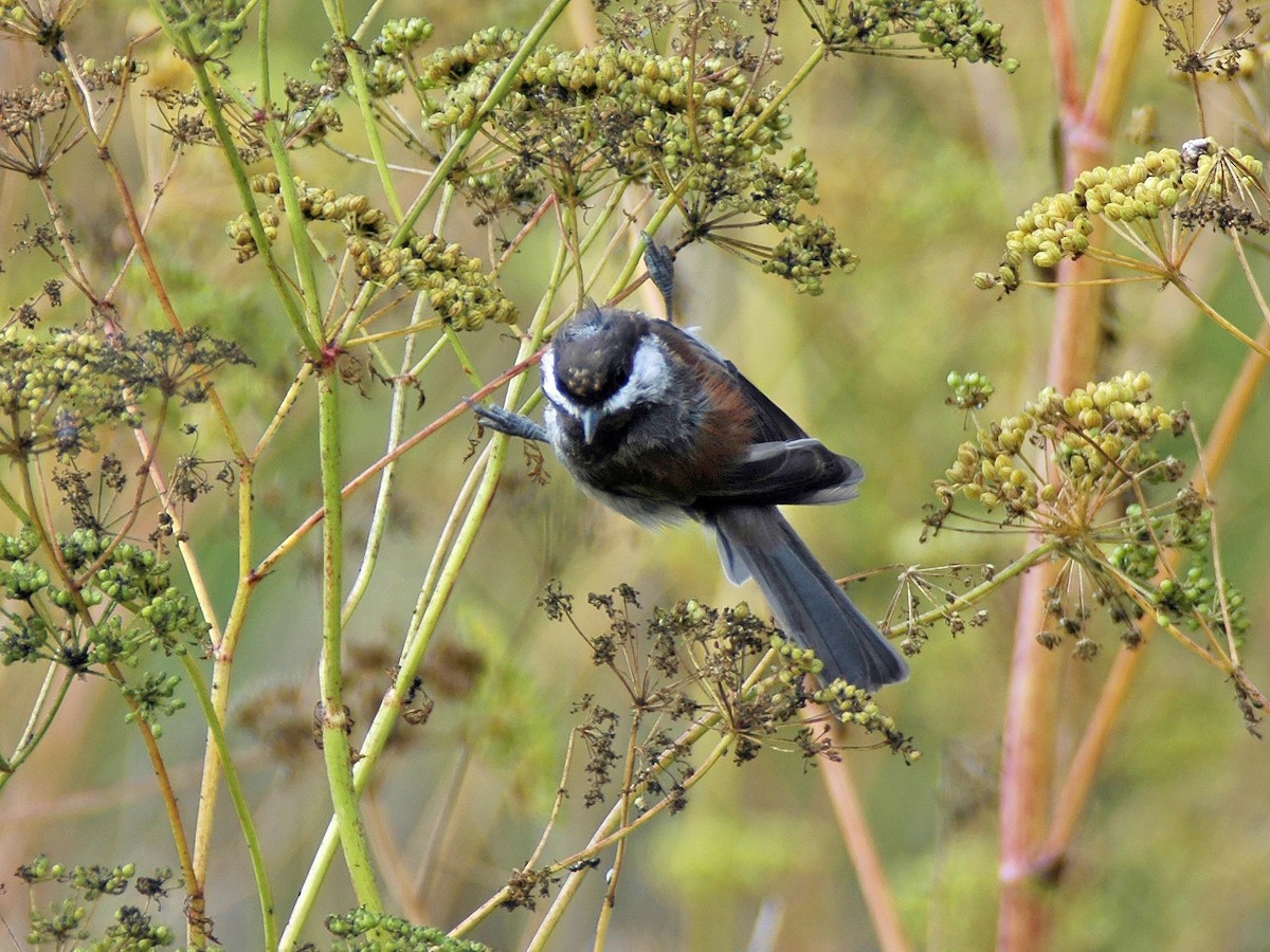 Chestnut-backed Chickadee - Joel McNeal