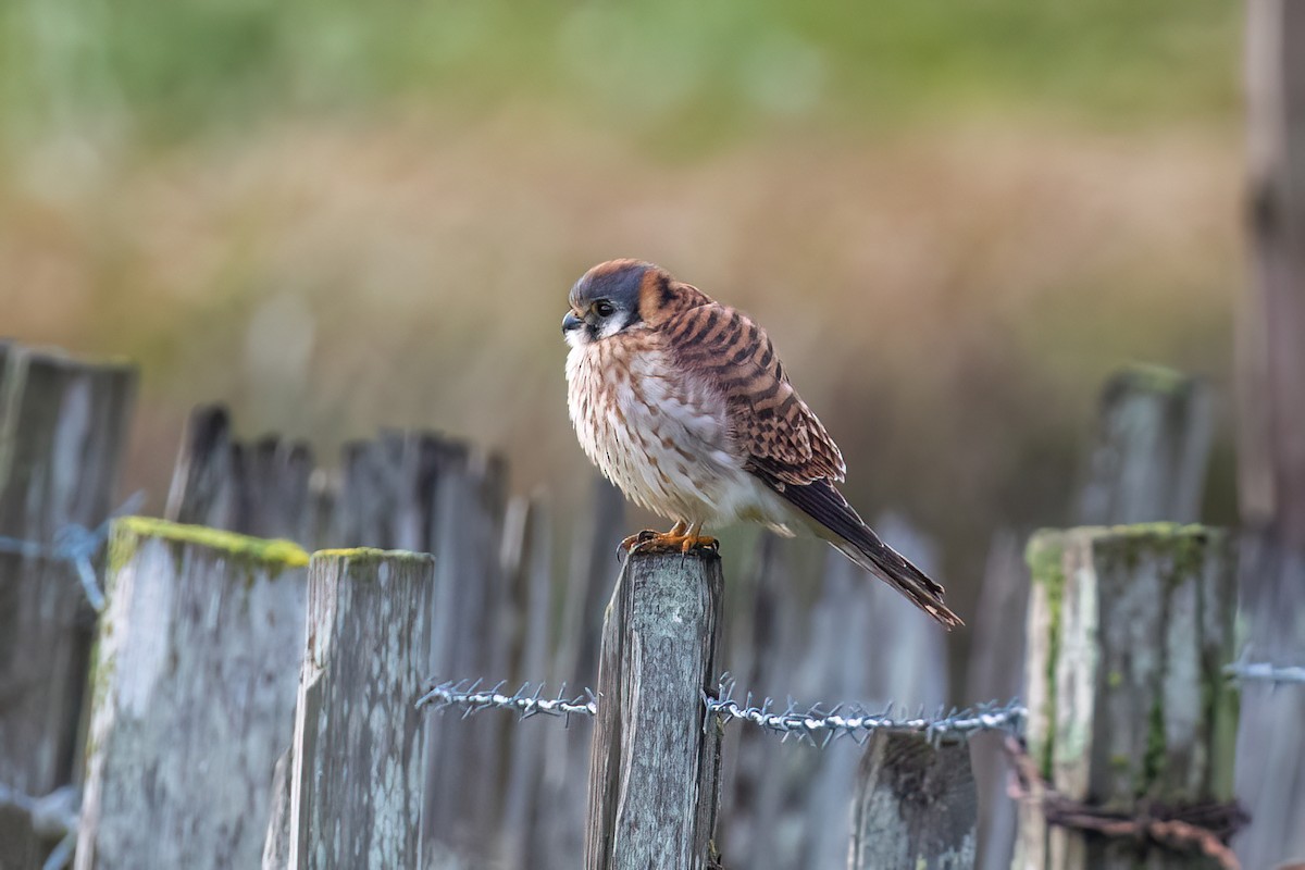 American Kestrel - ML614358908