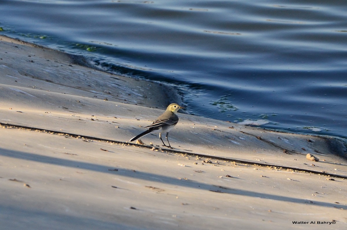 White Wagtail - ML614358909