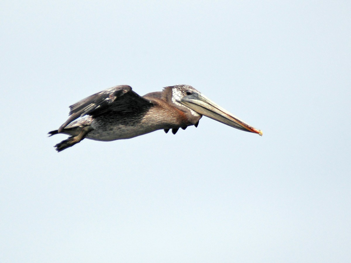 pelikán hnědý - ML614358936