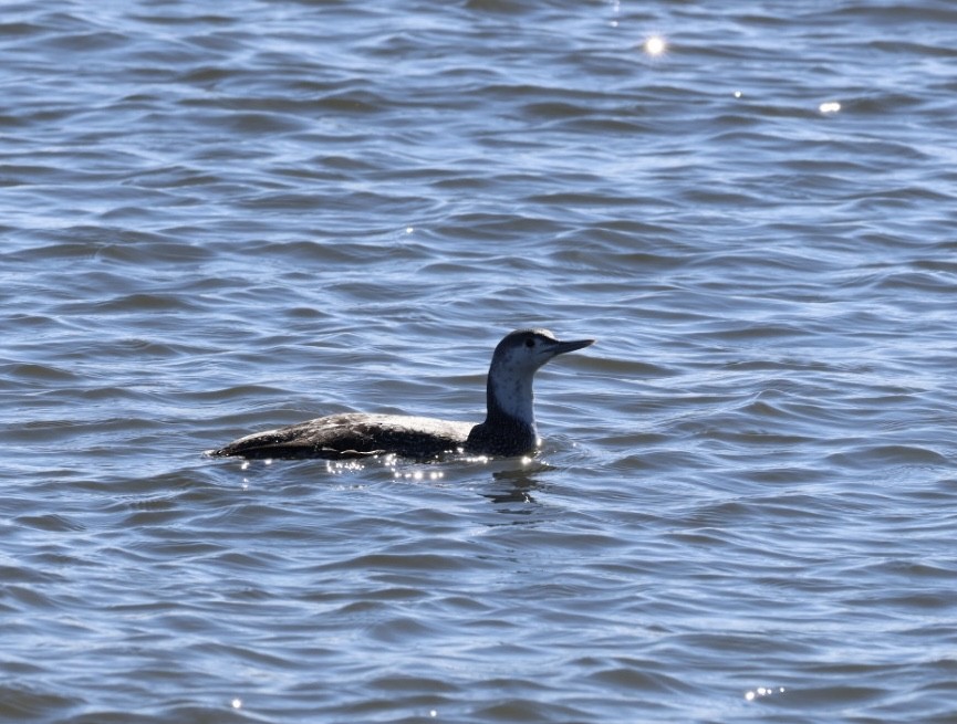 Red-throated Loon - ML614358944
