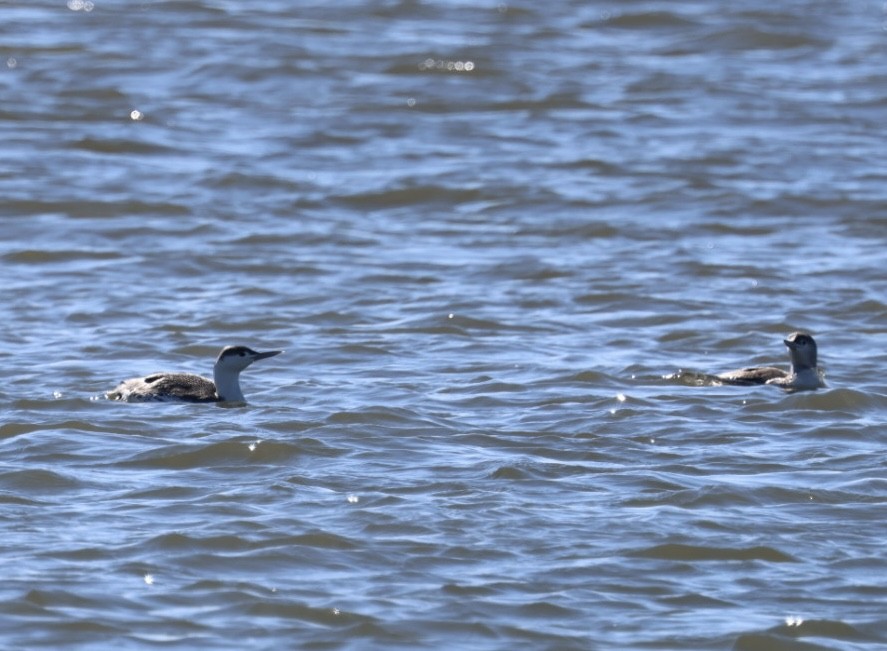 Red-throated Loon - ML614358945