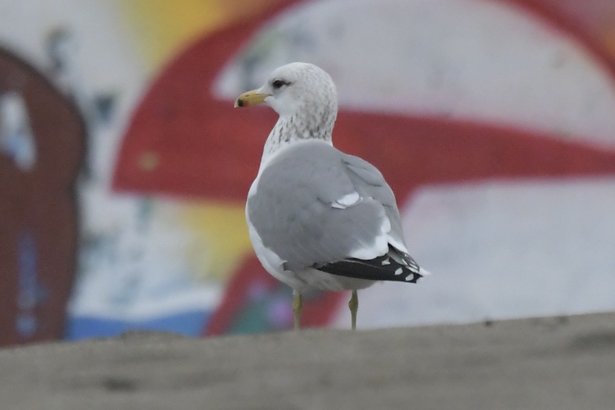 California Gull - Haynes Miller