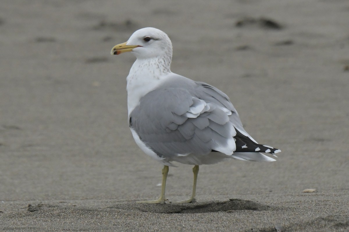 California Gull - Haynes Miller